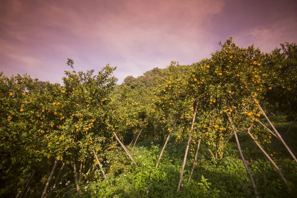 Orange plantation, Thailand — Stockfoto