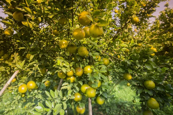 Plantação de laranja, Tailândia — Fotografia de Stock