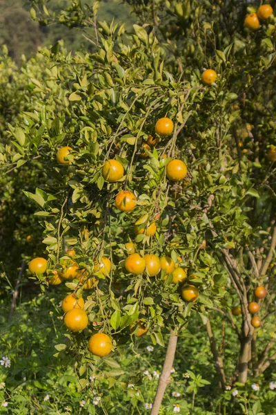 Pomerančové plantáže, Thajsko — Stock fotografie