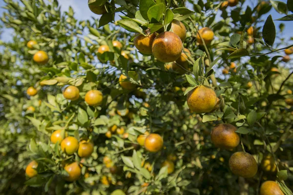 Plantação de laranja, Tailândia — Fotografia de Stock