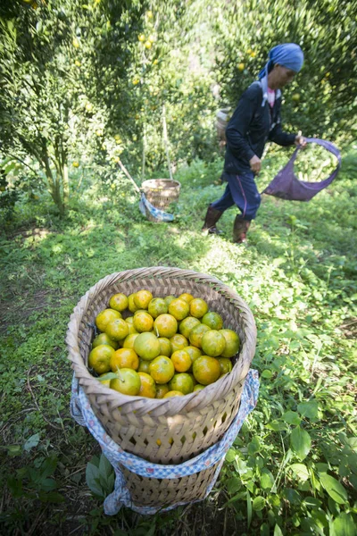 Orange plantation, Thailand — Stockfoto