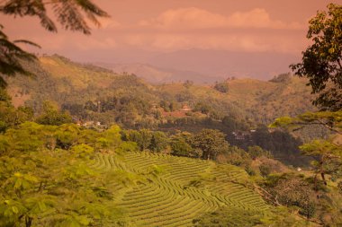 çay plantasyon Mae Salong kasaba