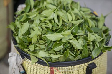  çay toplama kovası