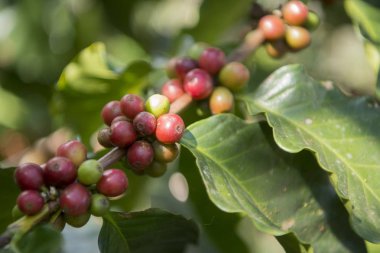 kahve saç ekimi, kahve hasat