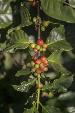 kahve saç ekimi, kahve hasat