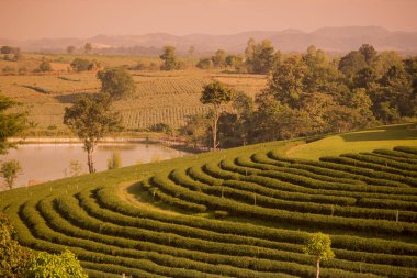 Choui Fong çay plantasyon 