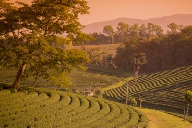 Choui Fong çay plantasyon 