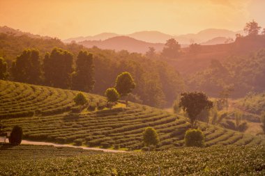 Choui Fong çay plantasyon 
