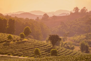 Choui Fong çay plantasyon 