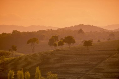Choui Fong çay plantasyon 