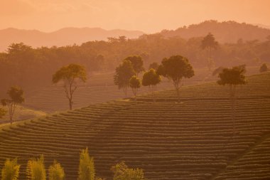 Choui Fong çay plantasyon 