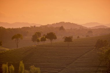 Choui Fong çay plantasyon 