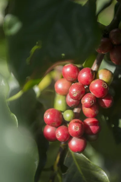 coffee Harvest  at the coffee plantation