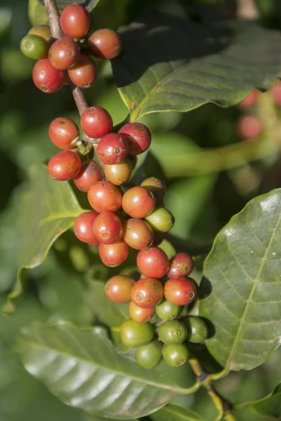 Café Récolte à la plantation de café — Photo