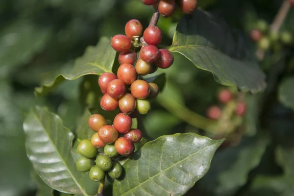 A coffee plantation kávé betakarítás — Stock Fotó