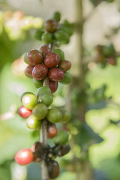 coffee Harvest  at the coffee plantation