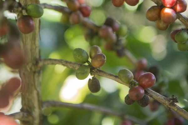 coffee Harvest  at the coffee plantation