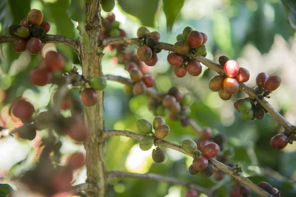 Káva sklizně na kávové plantáže — Stock fotografie