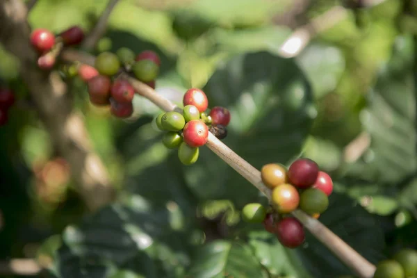 Café Récolte à la plantation de café — Photo