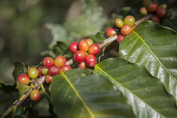 Café Colheita na plantação de café — Fotografia de Stock