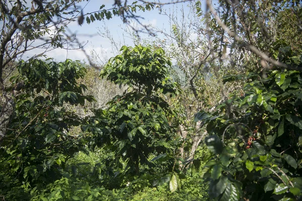 コーヒー農園でコーヒーの収穫 — ストック写真