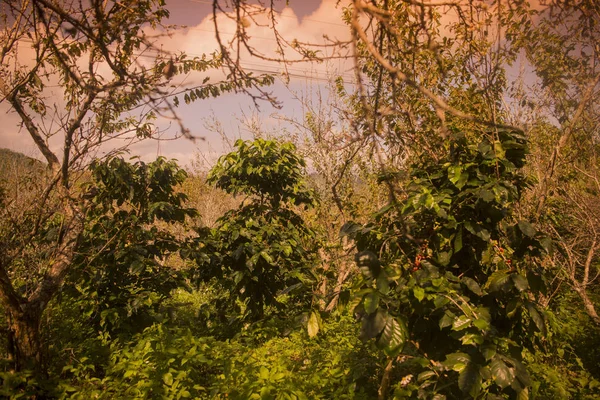 coffee Harvest  at the coffee plantation