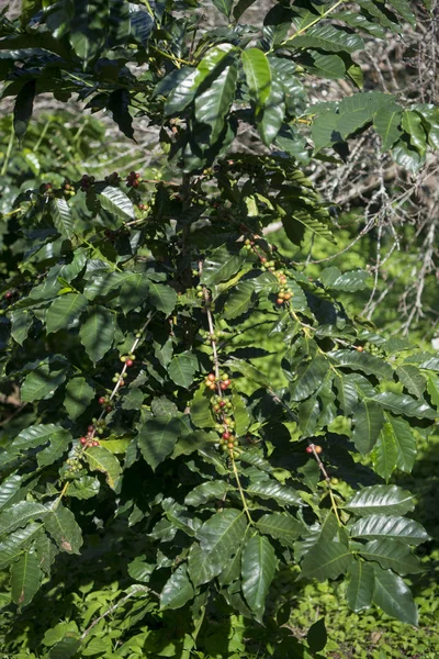 coffee Harvest  at the coffee plantation