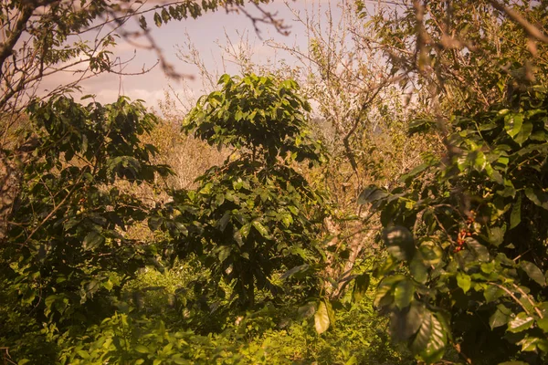 Kaffeeernte auf der Kaffeeplantage — Stockfoto