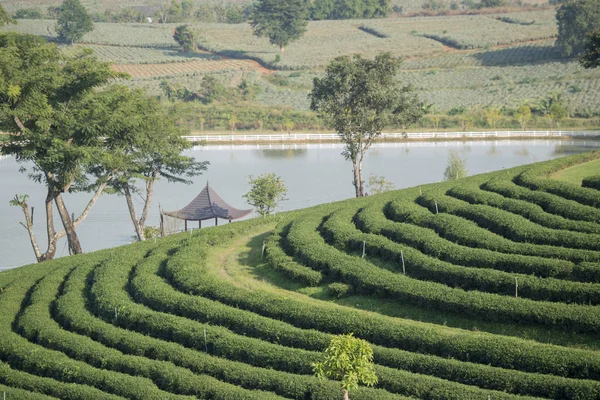 Choui Fong çay plantasyon — Stok fotoğraf