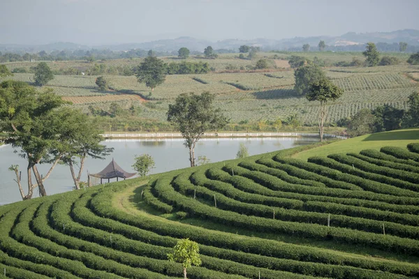 Choui Fong çay plantasyon — Stok fotoğraf