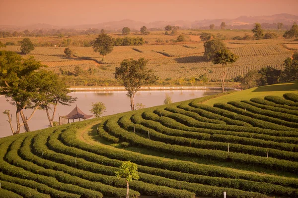 Choui Fong çay plantasyon — Stok fotoğraf