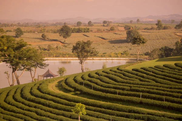 Choui Fong çay plantasyon — Stok fotoğraf