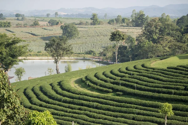 Choui Fong çay plantasyon — Stok fotoğraf