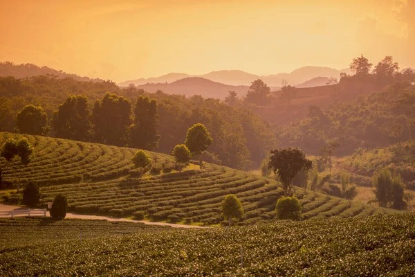 Choui Fong çay plantasyon — Stok fotoğraf