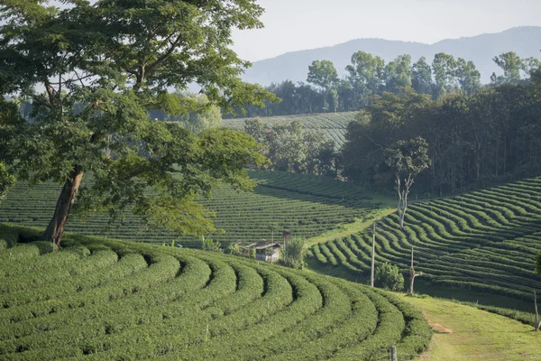 Choui Fong çay plantasyon — Stok fotoğraf