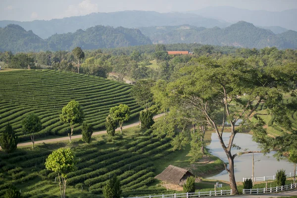 Choui Fong çay plantasyon — Stok fotoğraf