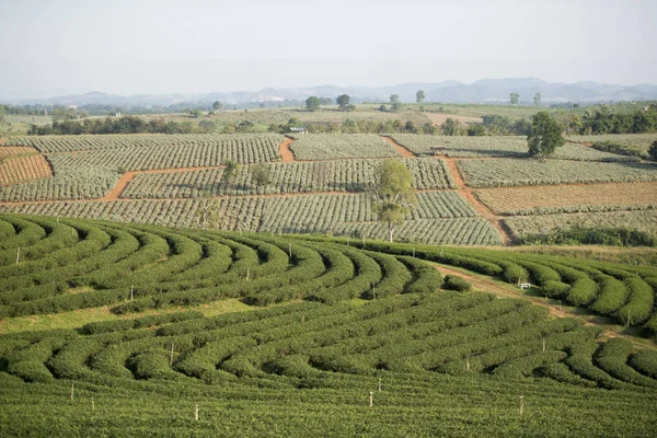 Choui Fong çay plantasyon — Stok fotoğraf