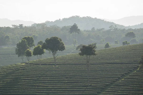 Choui Fong çay plantasyon — Stok fotoğraf