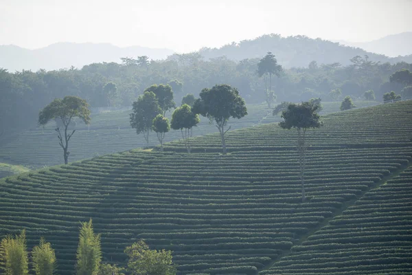 Choui Fong çay plantasyon — Stok fotoğraf