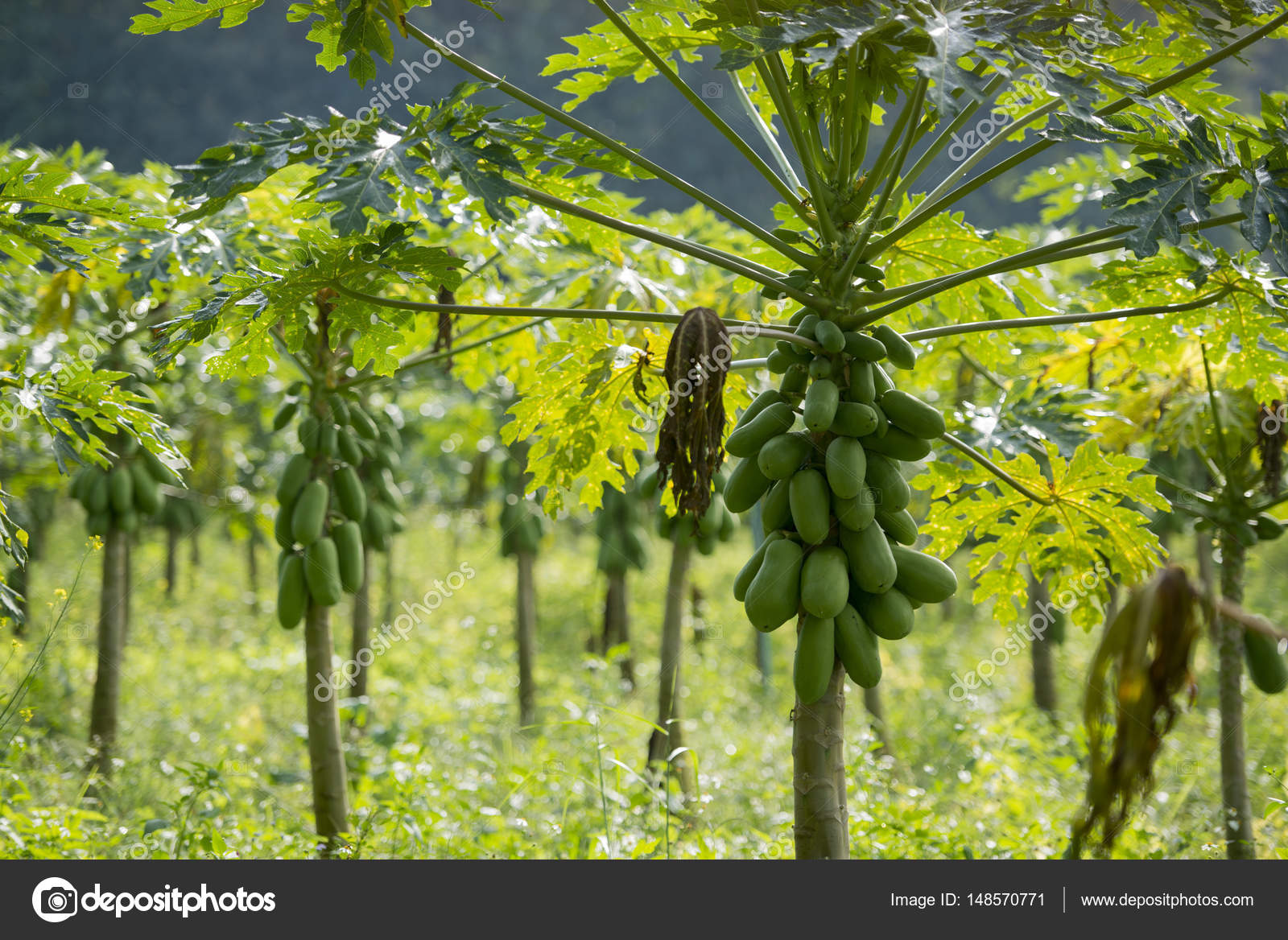 A papaya plantation Thailand. Stock Photo by ©urf 148570771
