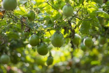 bir tutku meyve plantasyon 