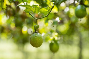 bir tutku meyve plantasyon 