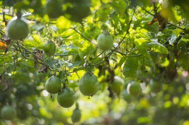 bir tutku meyve plantasyon 