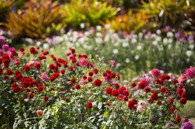 Bahçedeki güzel çiçekler 