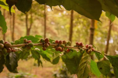 bir kahve saç ekimi, Tayland
