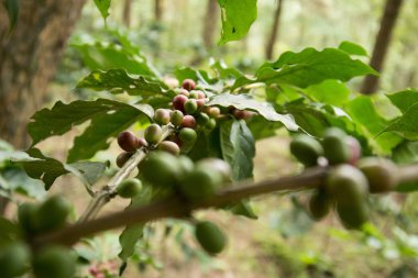 bir kahve saç ekimi, Tayland