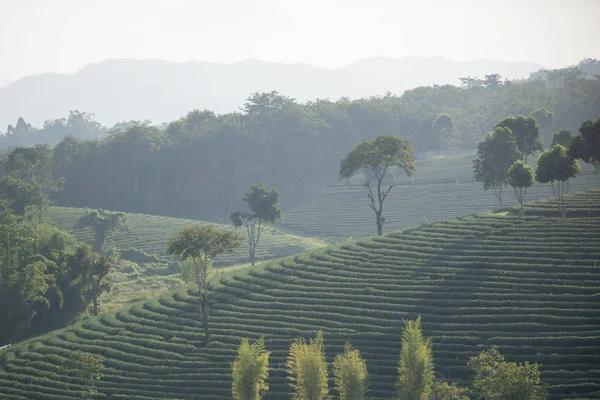 Choui Fong çay plantasyon — Stok fotoğraf