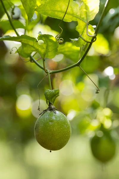 A passion fruit plantation — Stock Photo, Image