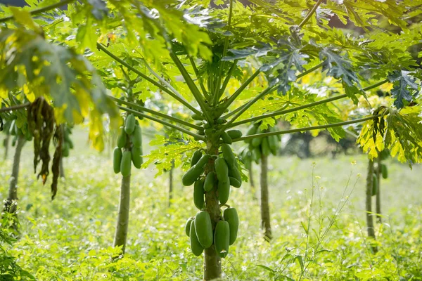 Uma plantação de mamão Tailândia . — Fotografia de Stock