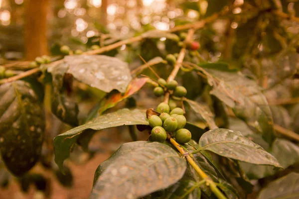 coffee Harvest  at the coffee plantation